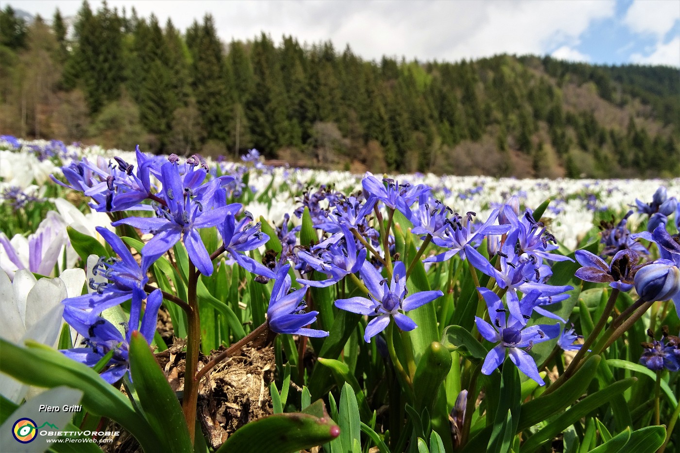 66 Distese di crocus bianchi e scilla bifolia azzurro-violetto.JPG